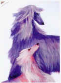Please Afghan Hound 001.jpg (22026 bytes)