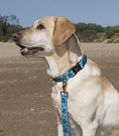LupineLargeCollarLeash.jpg (7394 bytes)