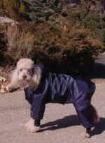 MuffettRaincoat.jpg (30766 bytes)