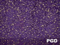 PGD_small.jpg (7181 bytes)