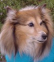 Sheltieface2.jpg (5063 bytes)