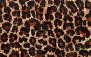leopardlg.jpg (13746 bytes)