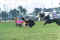 Theyre Off 2.jpg (32396 bytes)