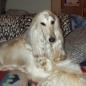 DomLounging.jpg (29837 bytes)