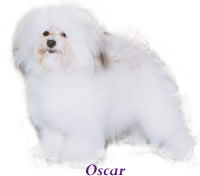 oscar.jpg (3479 bytes)