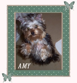 Amy.jpg (24640 bytes)