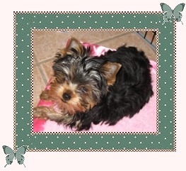 PupFour.jpg (27993 bytes)