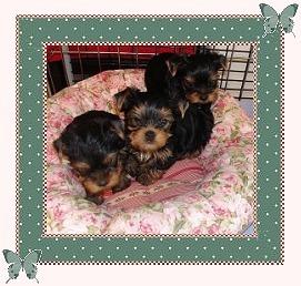 PupSix.jpg (35648 bytes)