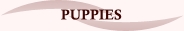 buttonpuppies.jpg (4428 bytes)