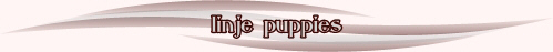 headerpup2.jpg (13498 bytes)