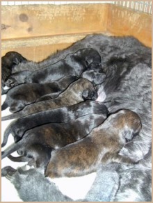 Flo'spups.jpg (26755 bytes)
